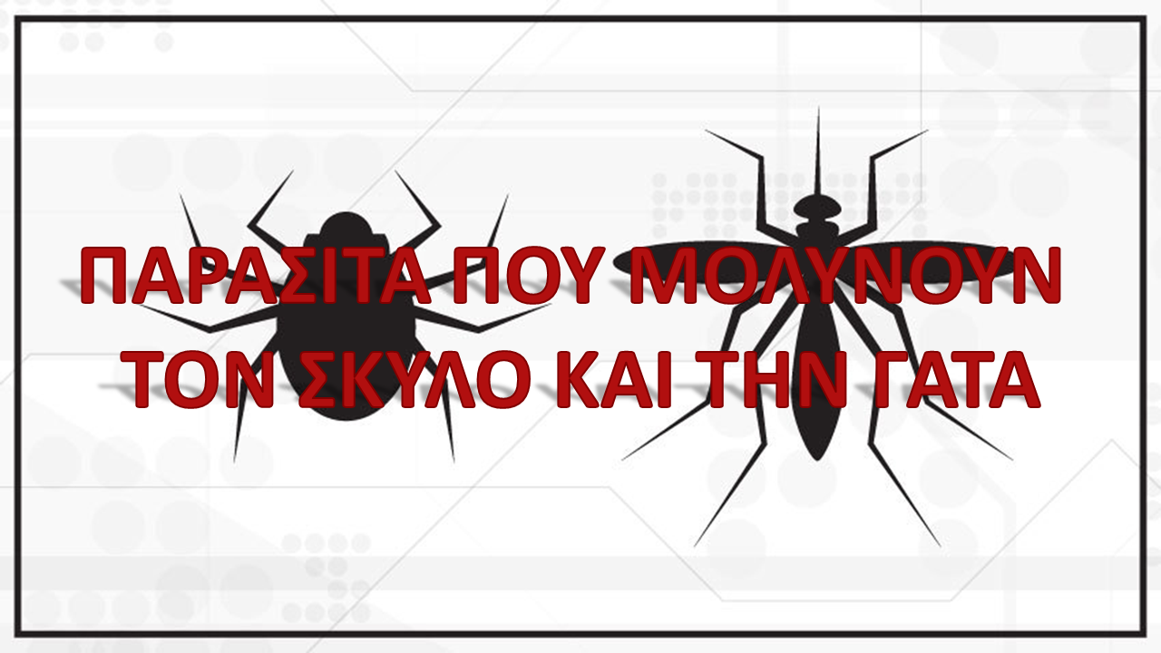 You are currently viewing Από ποια παράσιτα κινδυνεύουν ο σκύλος και η γάτα;