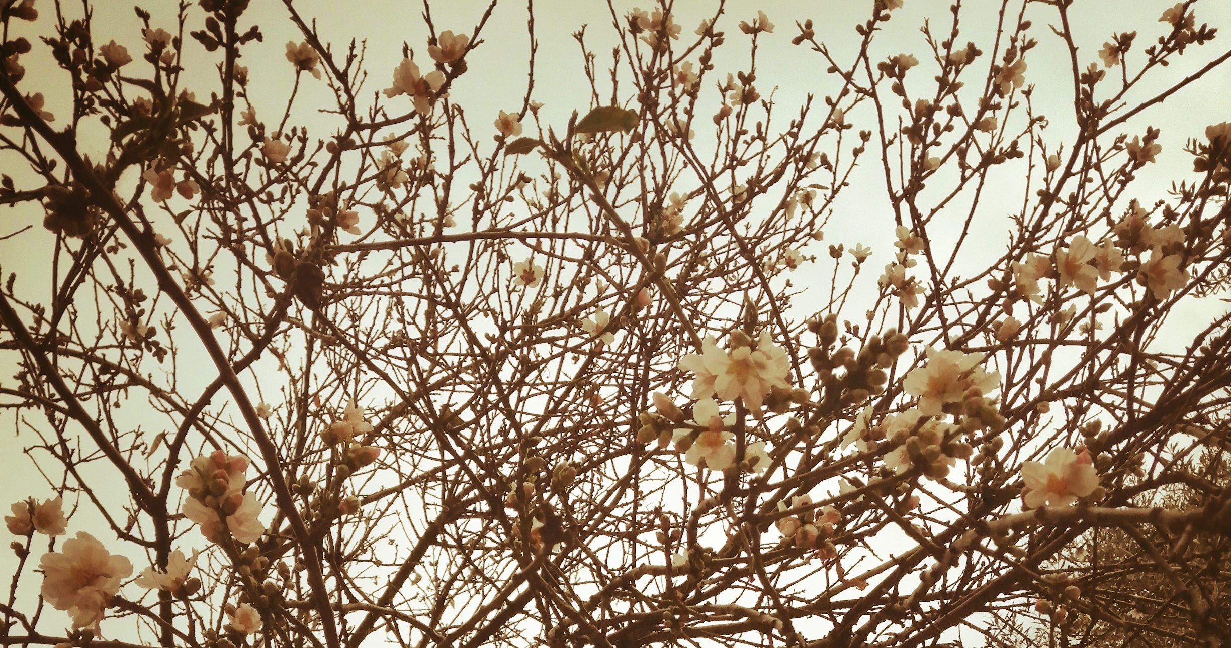 Σωτηροπούλου Μαρία Τοπίο