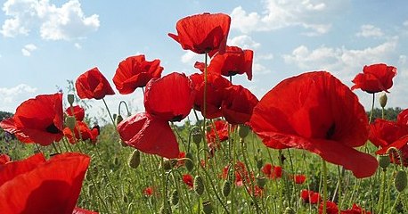 You are currently viewing Στην κοιλάδα της Φλάνδρας, από τον ΣημειΩματογράφο του Σαββάτου