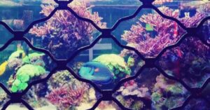 Ανάγν. more about the article Δούρειος για ίππους, από τη Μαρία Σωτηροπούλου