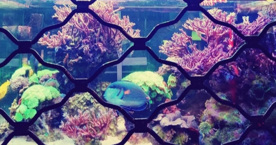 You are currently viewing Δούρειος για ίππους, από τη Μαρία Σωτηροπούλου