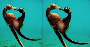 Ιππόκαμπος