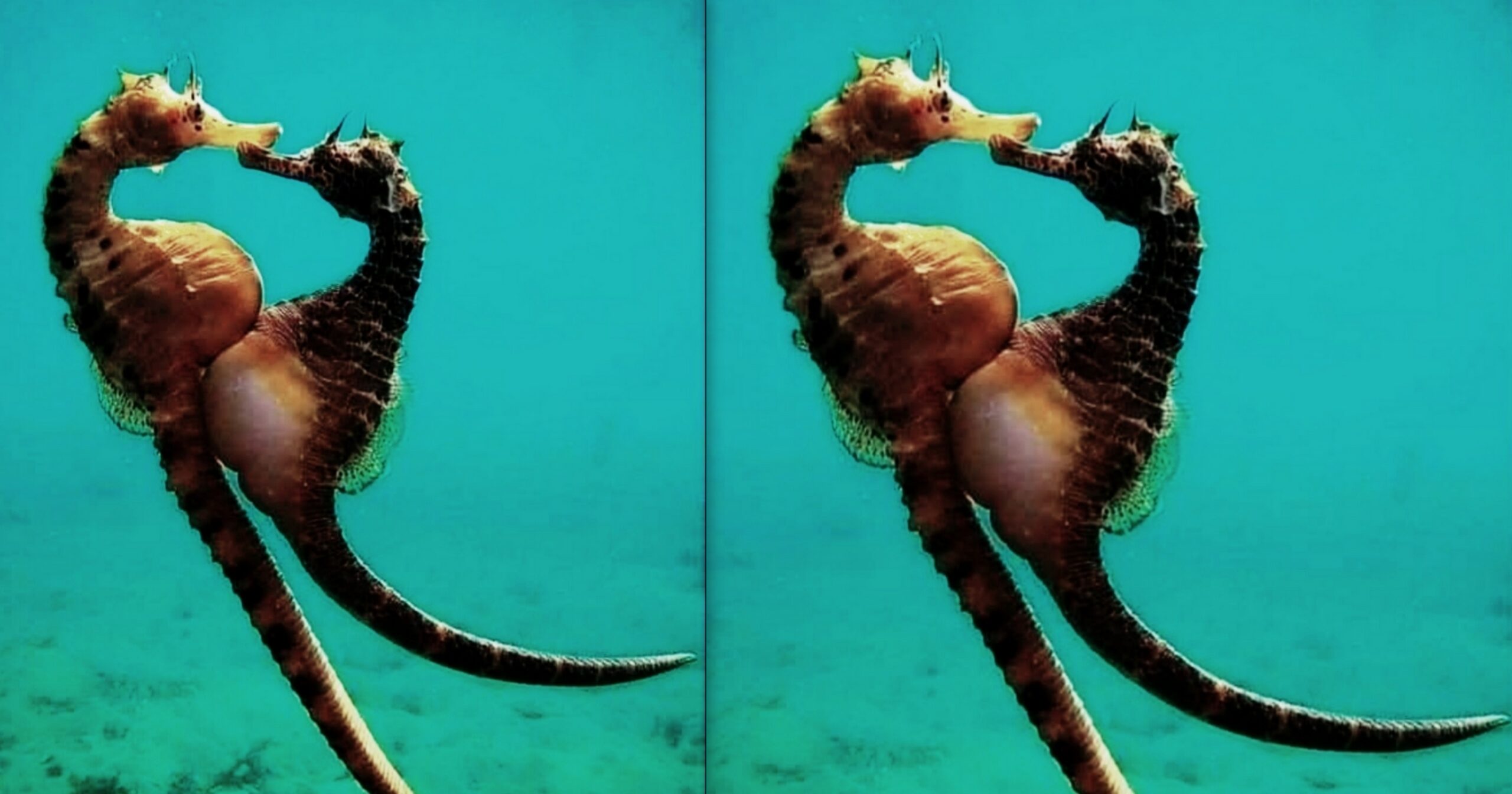 Ιππόκαμπος